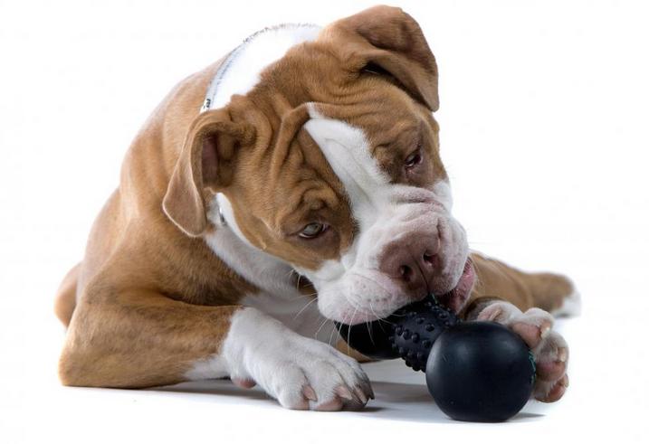 Dog toys