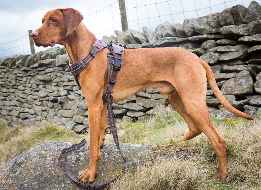 Trotting dog harness set XL - LIMITED STOCK.