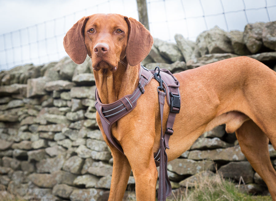 Trotting dog harness set XL - LIMITED STOCK.