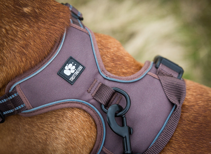 Trotting dog harness set XL - LIMITED STOCK.