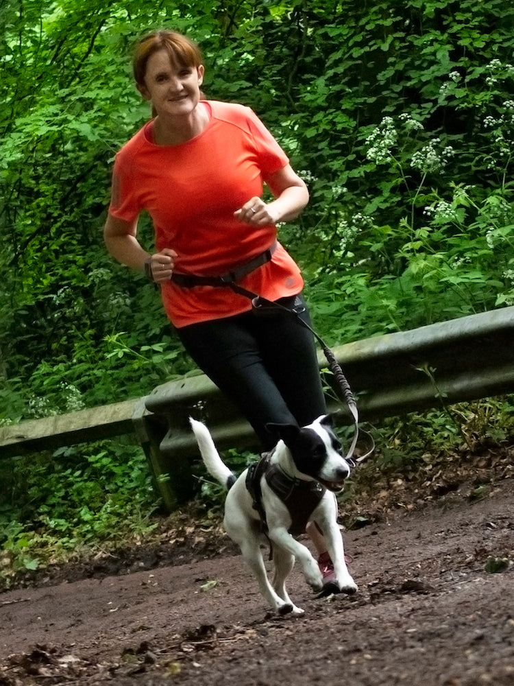 Trotting dog harness set XL - LIMITED STOCK.