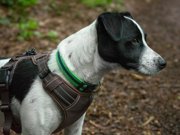 Trotting dog harness set XL - LIMITED STOCK.