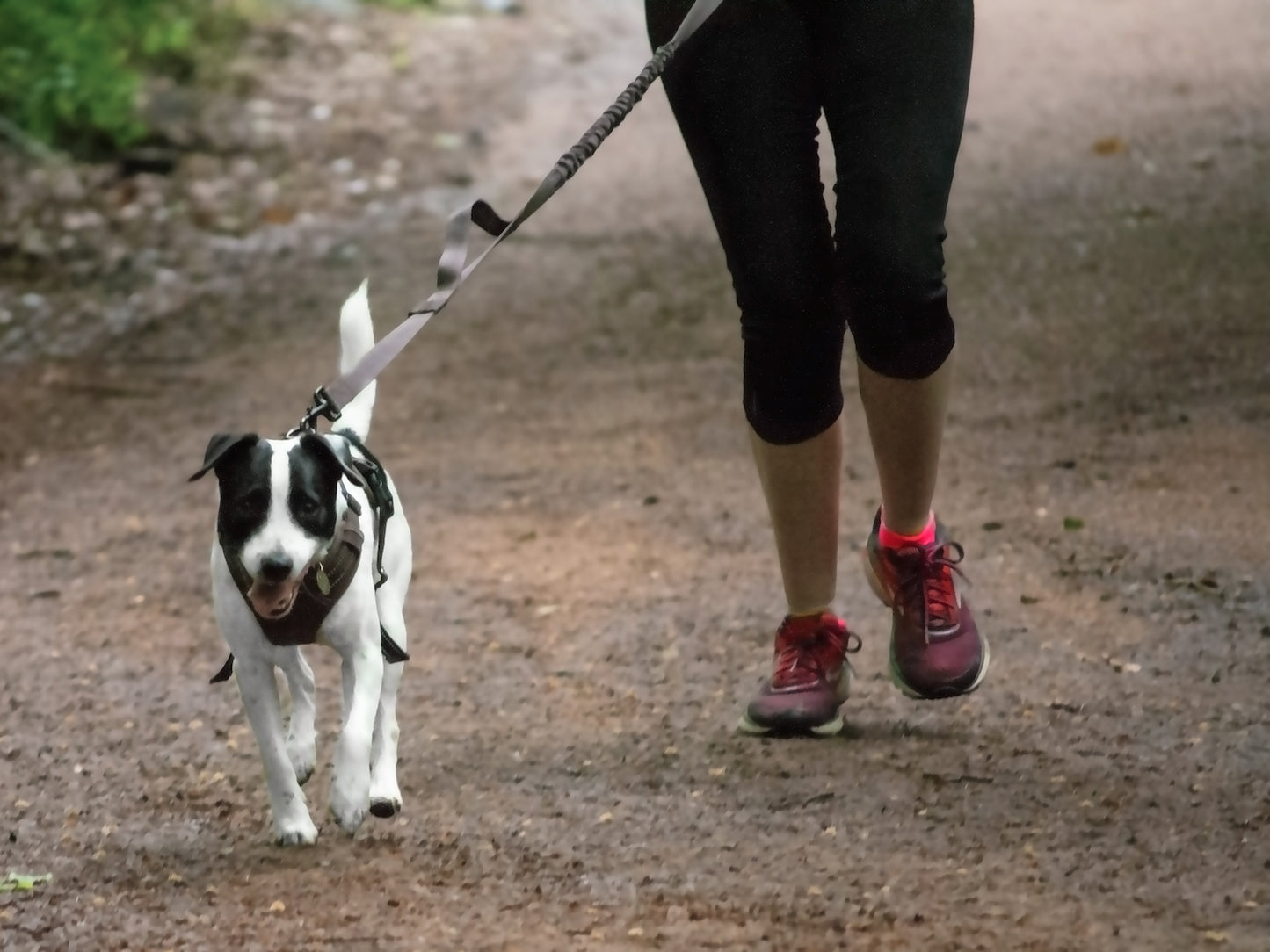 Trotting dog harness set XL - LIMITED STOCK.