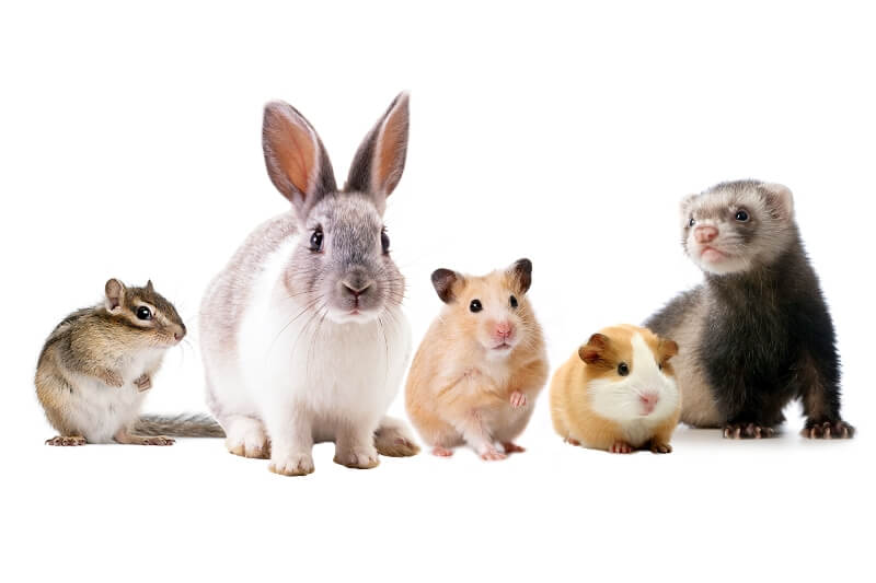 Small Pets