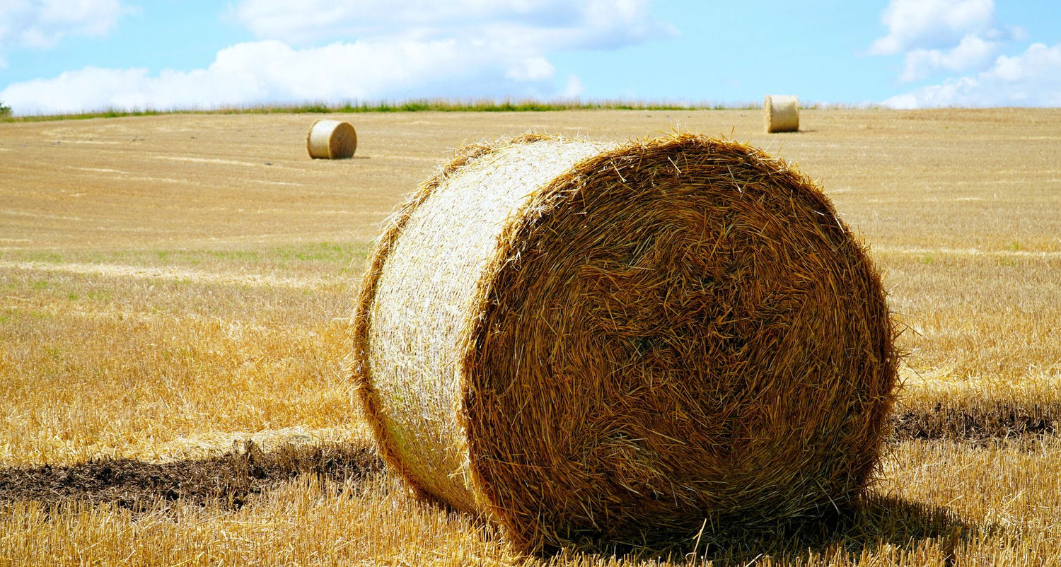 Hay And Straw